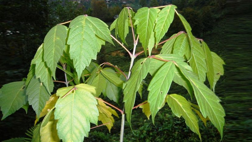 Boxelder Maple