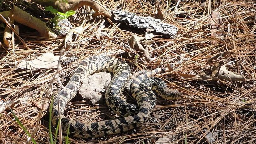 Louisiana Pine Snake