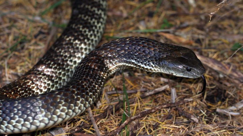 tiger snake