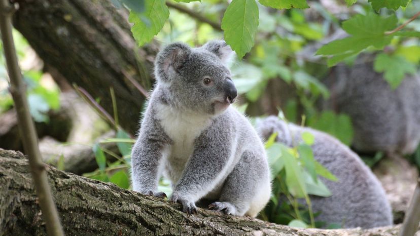 Koala