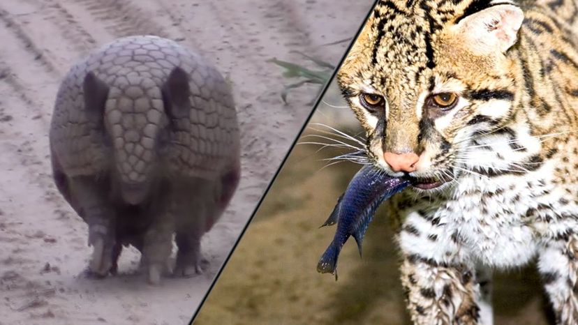 Armadillo and Ocelots