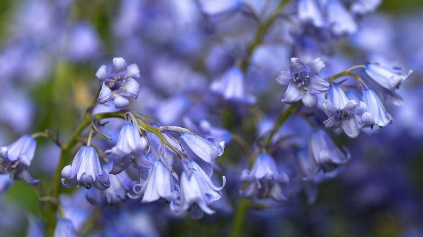 Spanish bluebell