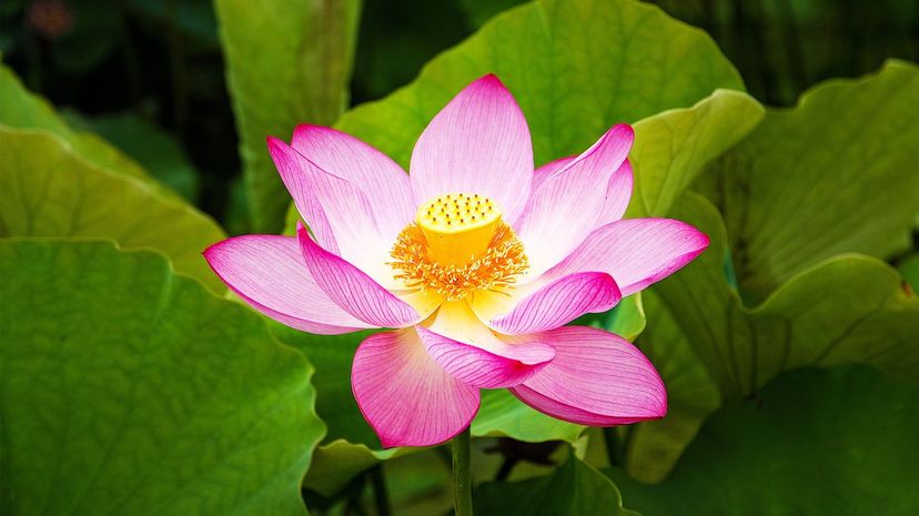 Lotus