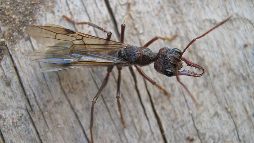 38 Winged Bulldog ant