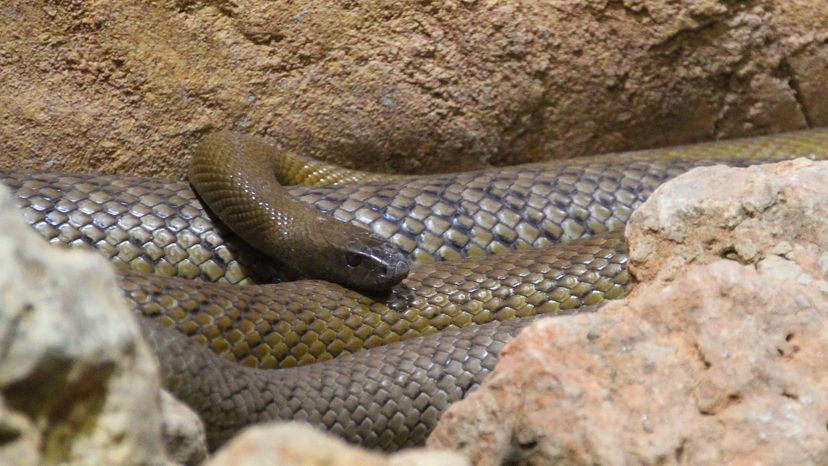 Inland taipan