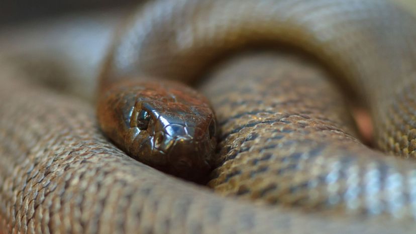 inland taipan