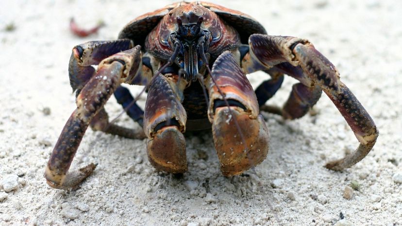 robber crab