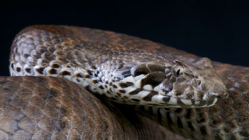 Death Adder