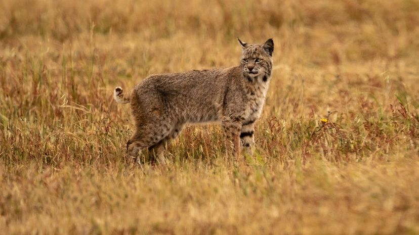 Bobcat