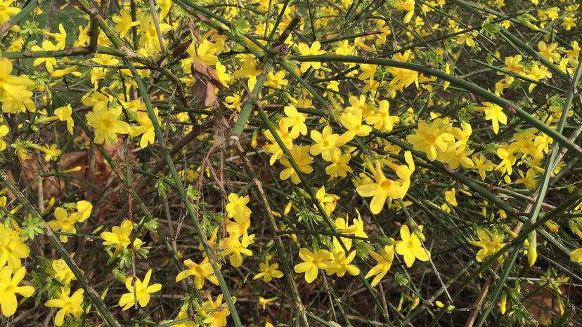 Winter Jasmine