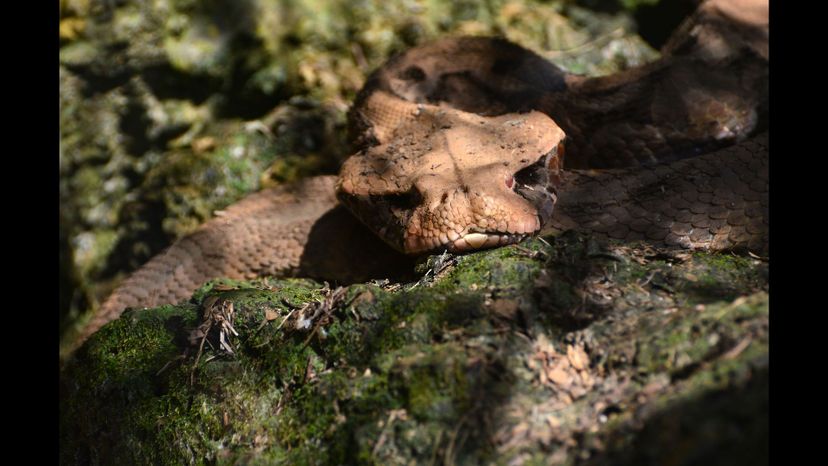 Gaboon viper