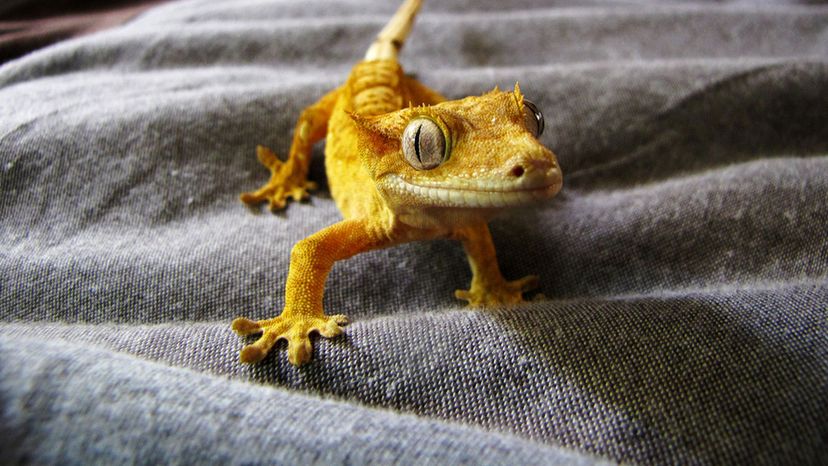 Crested Gecko