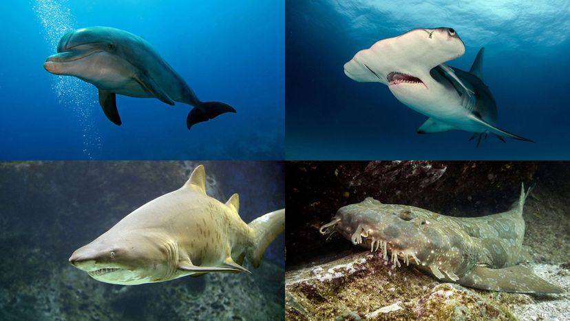 hammerhead shark, wobbegong, sand shark, bottlenose dolphin