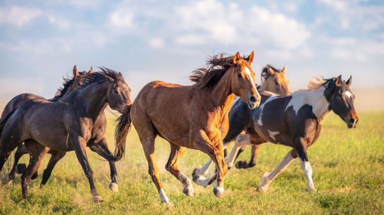 Which Horse Breed Reflects Your Soul?