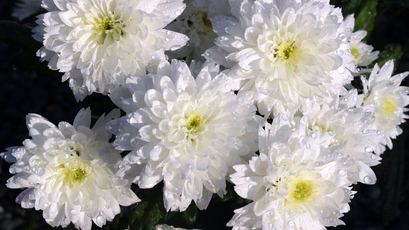 chrysanthemums