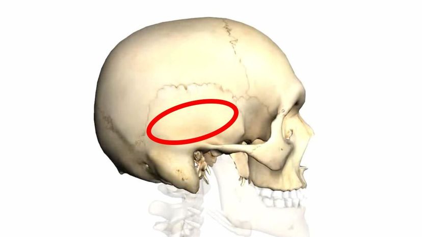 temporal bone