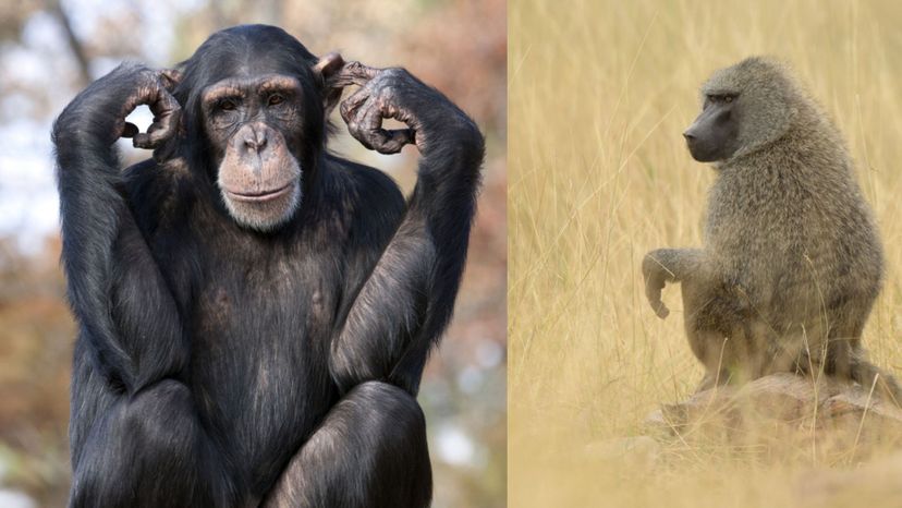 Chimpanzee (Olive baboon)