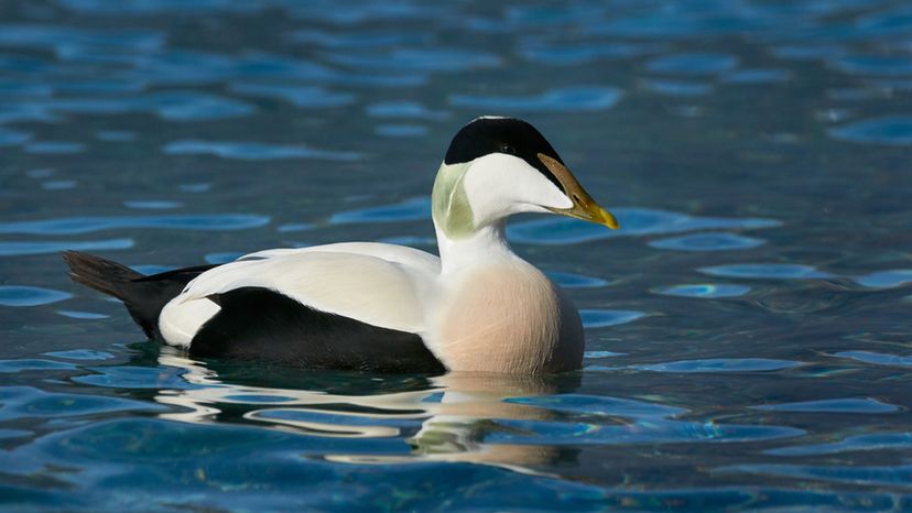 Eider