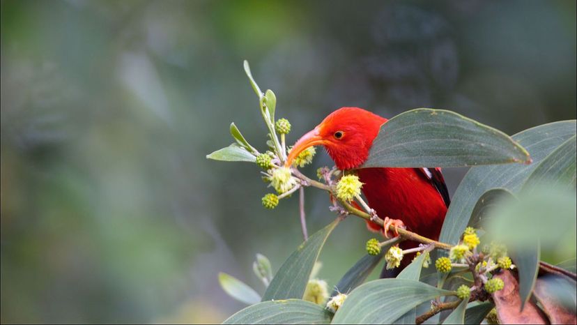 Hawaiian honeycreeper