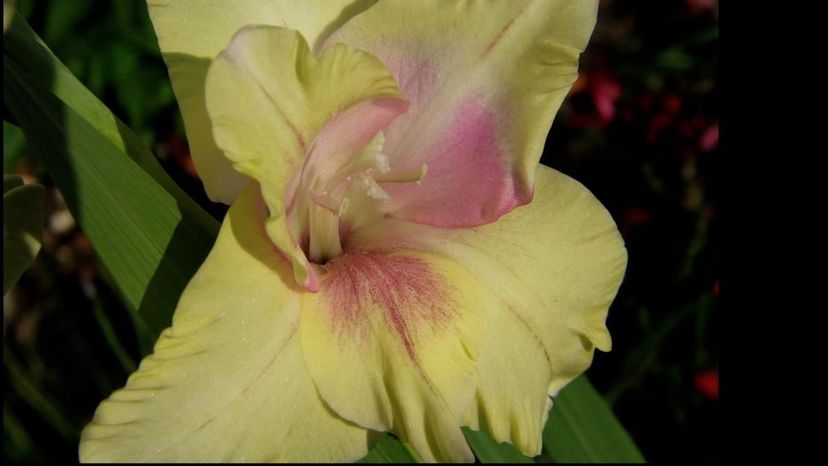 gladiola