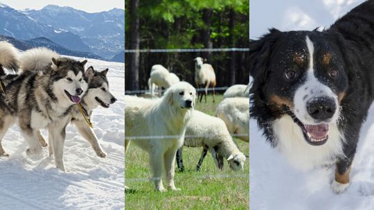 90% of people can't guess the jobs of these working dog breeds from just one image! Can you?