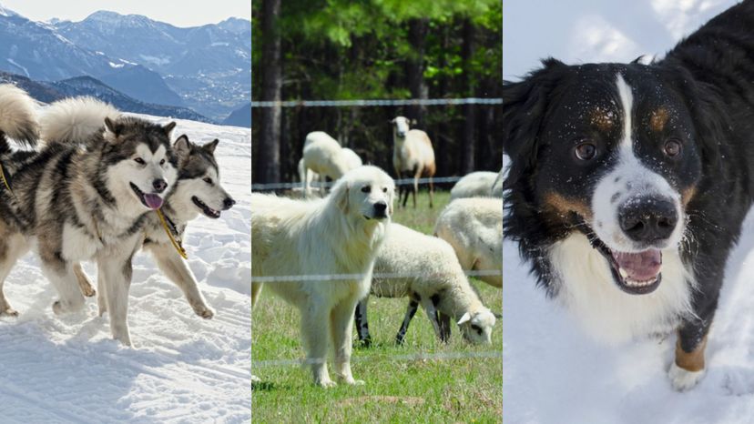 ¿Puedes adivinar el trabajo que realizan estas razas de perros de trabajo viendo una sóla imagen?