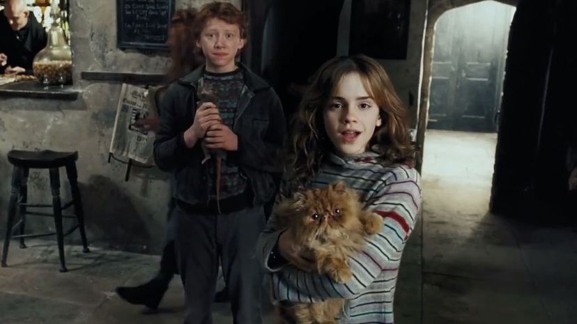 Hermione And Ron Rat Cat Fight