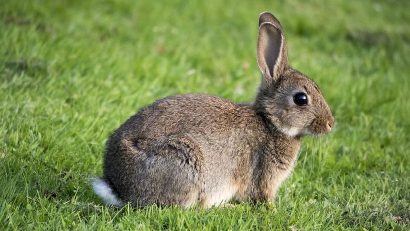 European rabbit