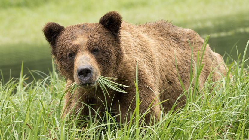 Grizzly bear