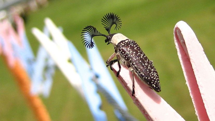 Feather Horned Beetle