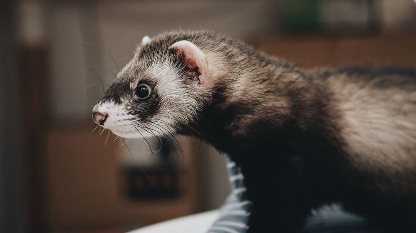 27 ferret