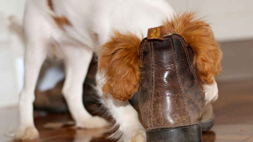 Puppy chewing shoe