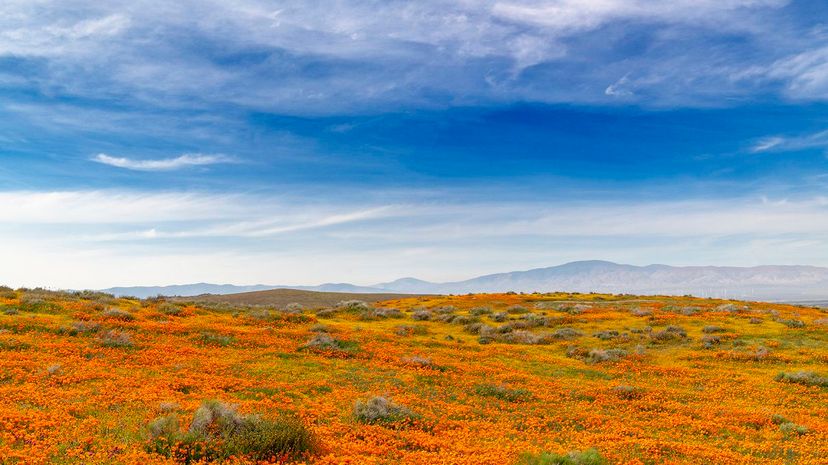 18 California poppy fields