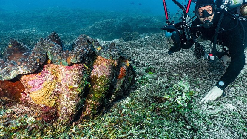 Giant clam