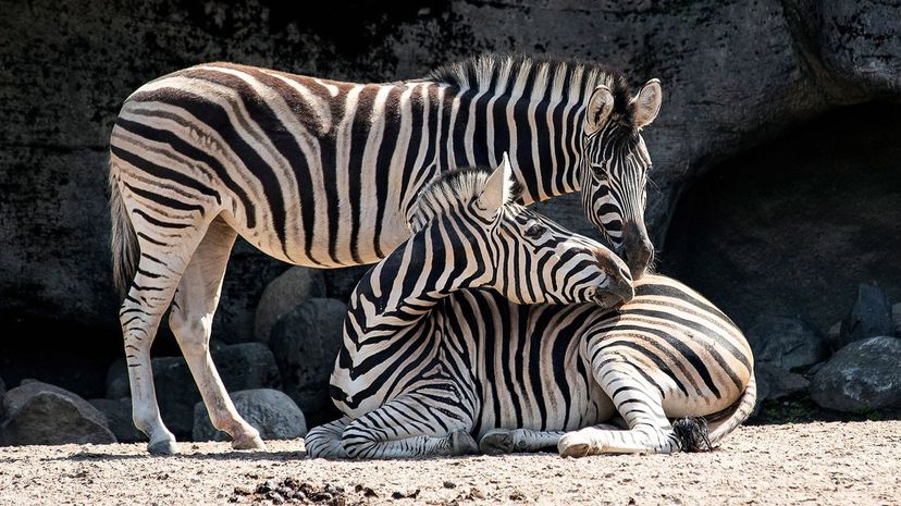 Zebra Duo