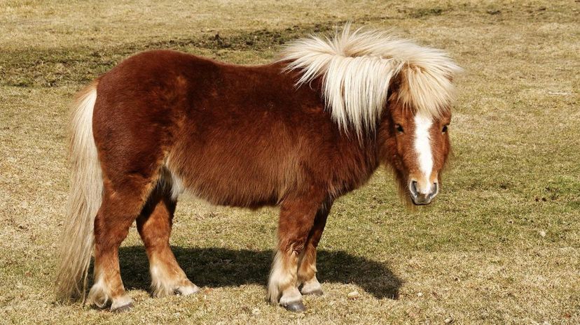 Shetland Pony