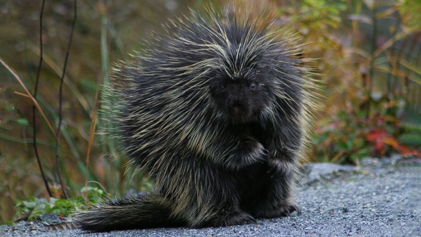 North American Porcupine