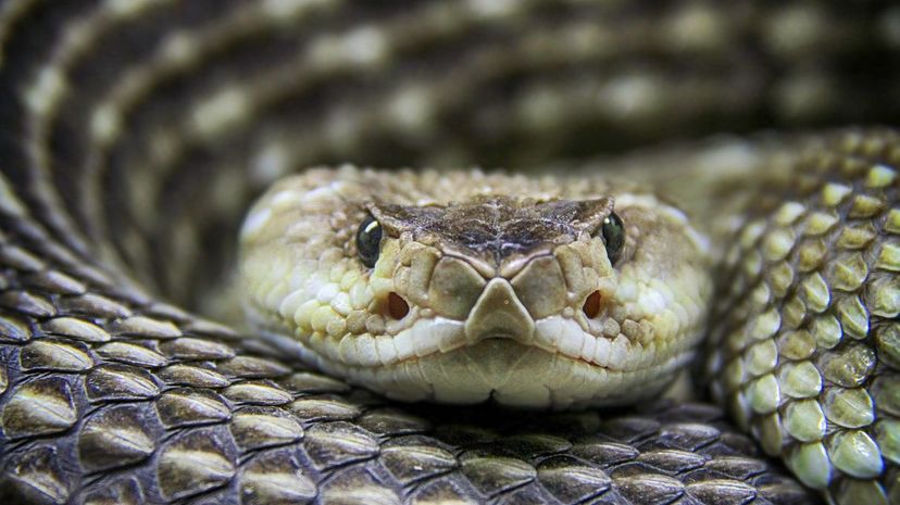 26-Rattlesnake