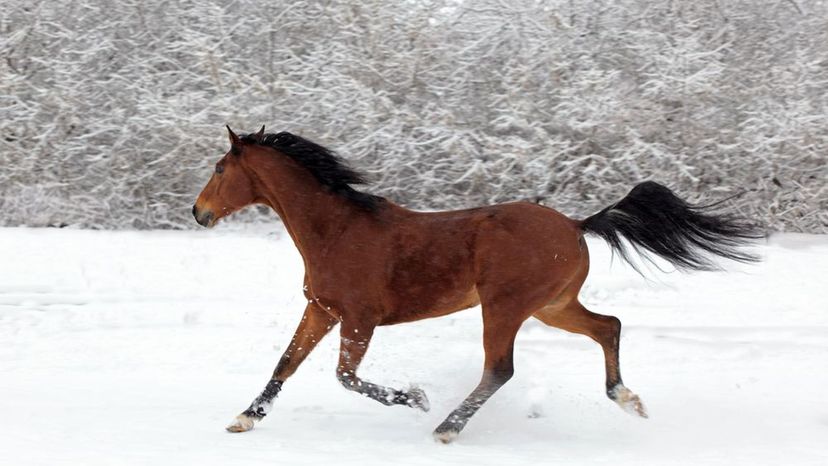 Paso Fino