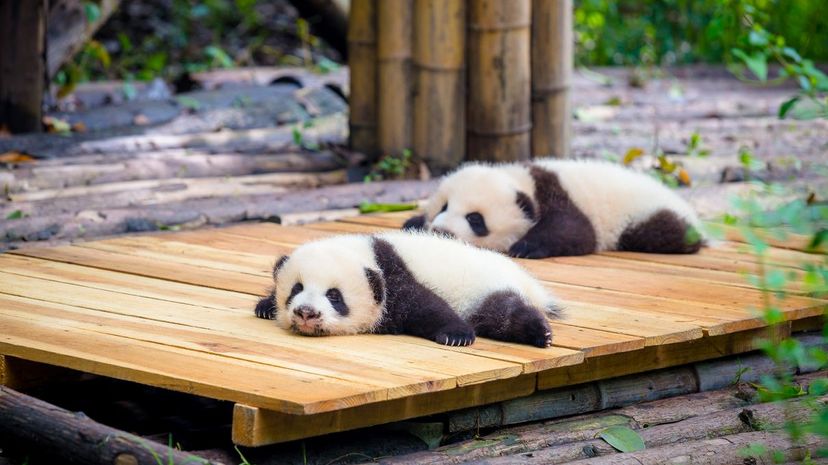 Can You Ace This Giant Panda Quiz?