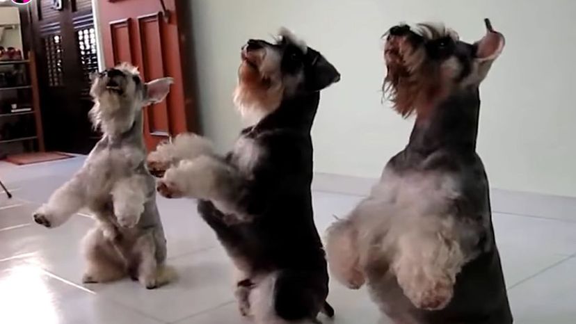 Miniature Schnauzers