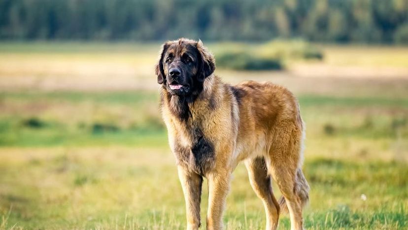 Leonberger