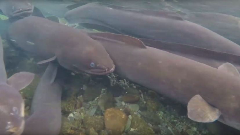 Australian longfin eel