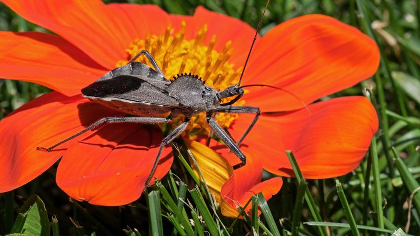 Wheel Bug