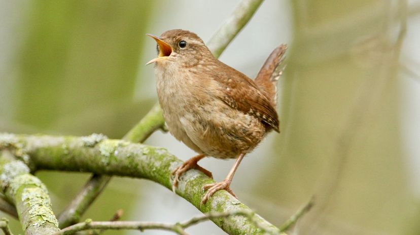 Wren