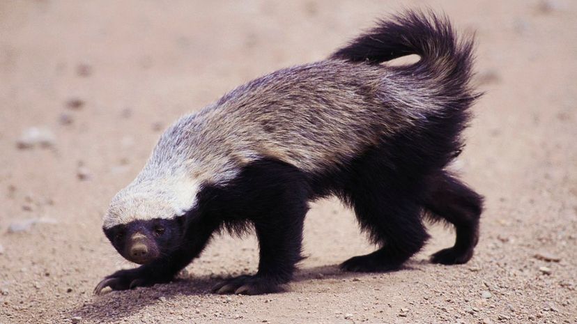 Honey Badger