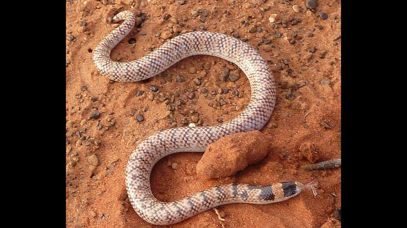 Narrow-banded burrowing snake