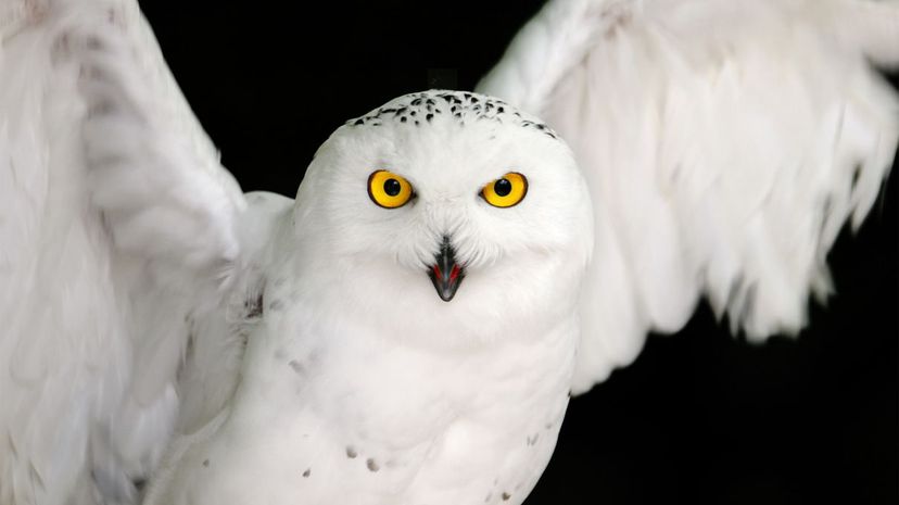 Snowy owl