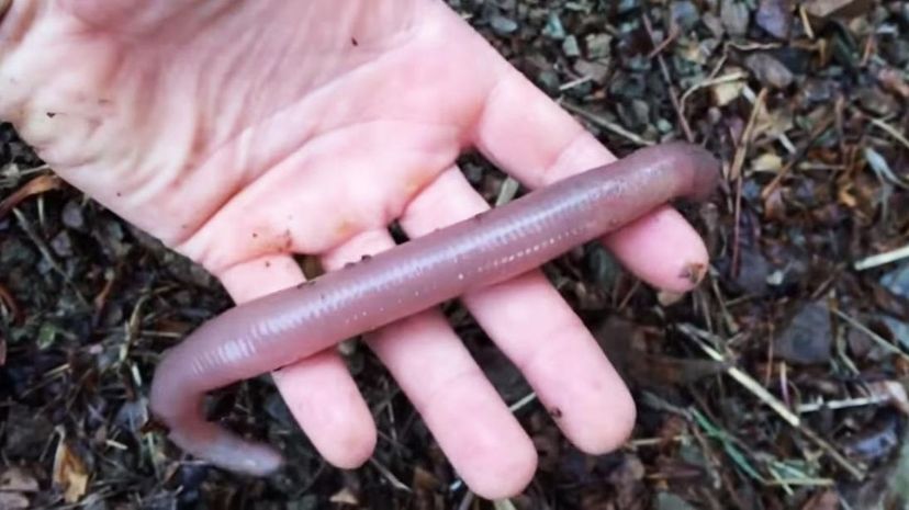 Giant African earthworm