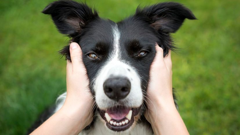 Can You Identify the Dog Breed From Its Face?